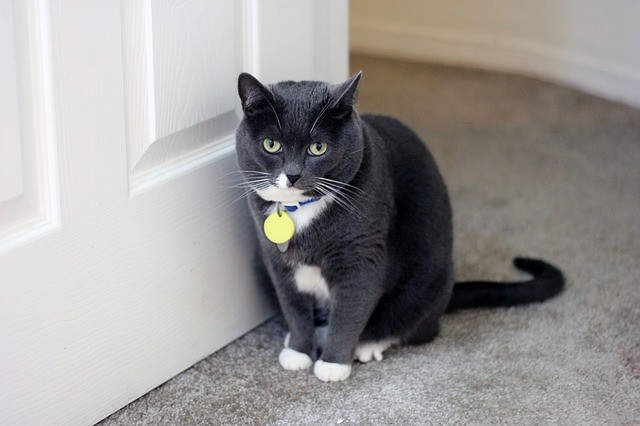 Chat à la porte