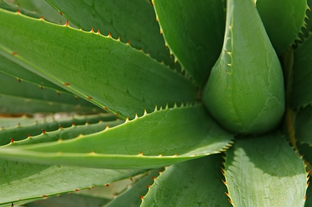 Aloe Vera feuilles