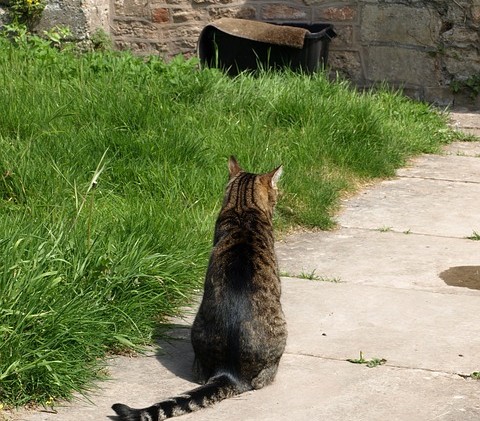 chat à la campagne de dos