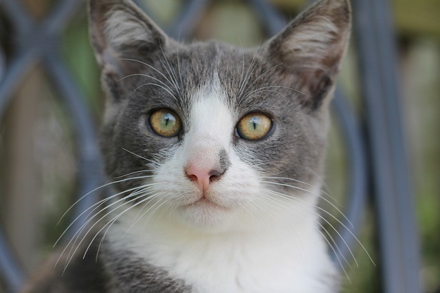 Chat gris et blanc