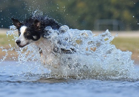 Chien de berger