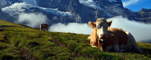 Vache dans les alpes